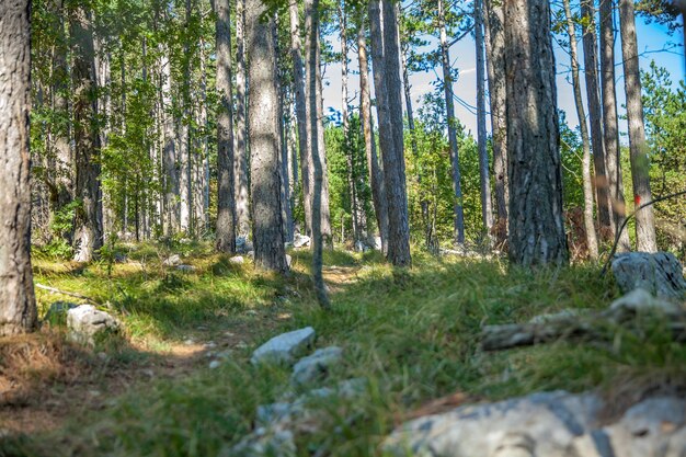 Foto de baixo ângulo de uma floresta na Eslovênia