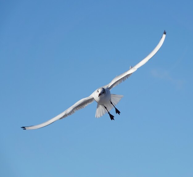 Foto de baixo ângulo de uma gaivota no céu