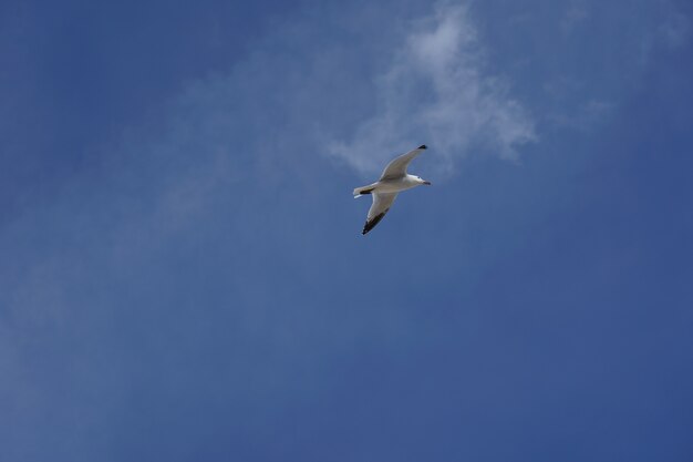 Foto de baixo ângulo de uma gaivota voando em um céu azul claro durante o dia