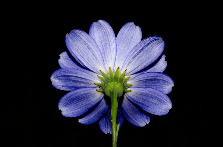 Foto grátis foto de baixo ângulo de uma linda flor roxa isolada no preto
