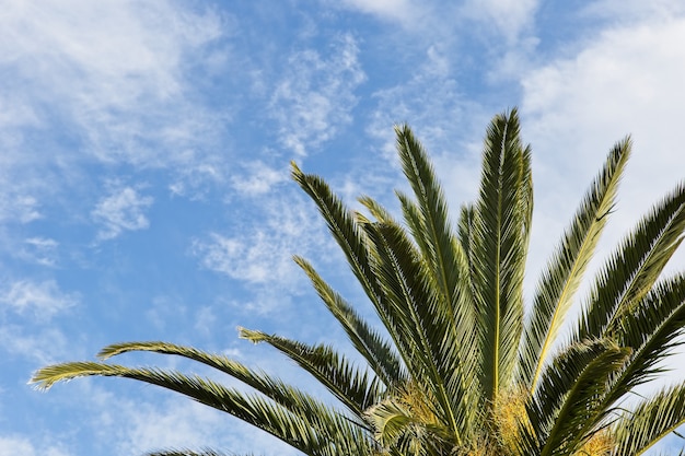 Foto de baixo ângulo de uma palmeira magnífica sob as nuvens no céu azul