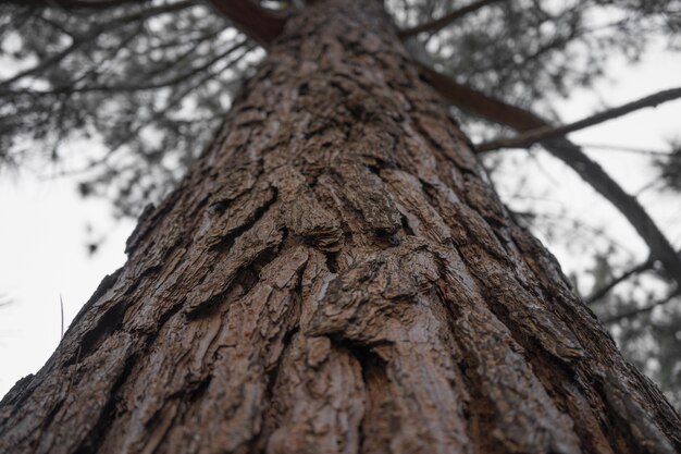Foto de baixo ângulo do tronco de uma velha árvore contra o céu azul
