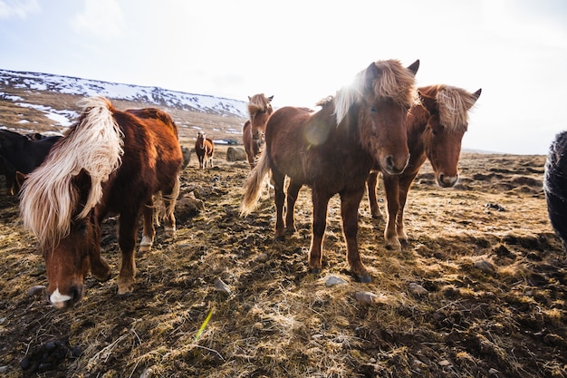 Foto de cavalos islandeses caminhando pelo campo coberto de grama e neve na Islândia