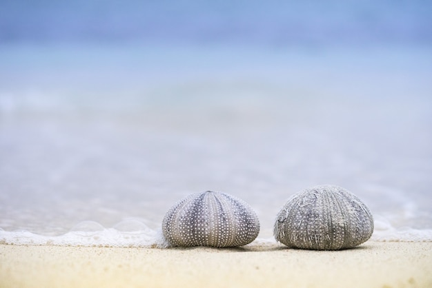 Foto de close de dois ouriços do mar na praia em um dia ensolarado