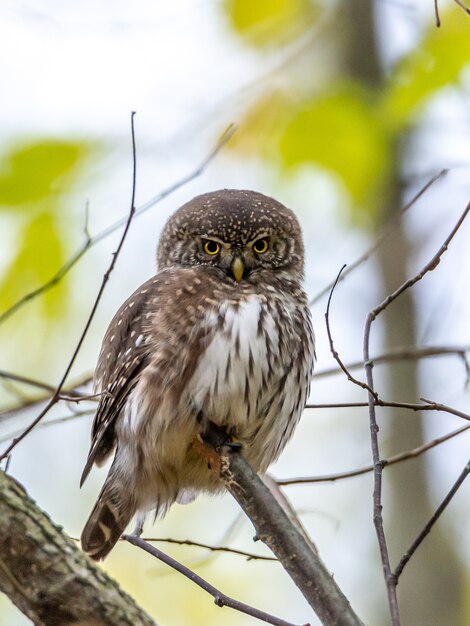 Foto de close de uma coruja cinza empoleirada em um galho de árvore