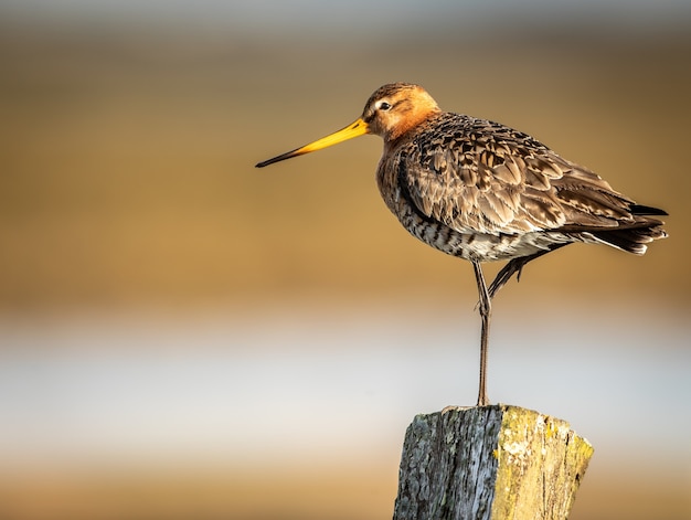 Foto de close-up com foco raso de um pequeno passarinho de pé sobre uma perna em um poste de madeira