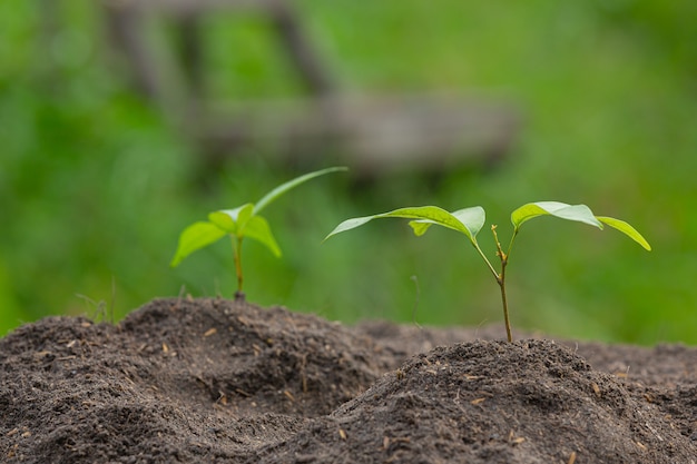 Foto de close-up da muda da planta crescendo