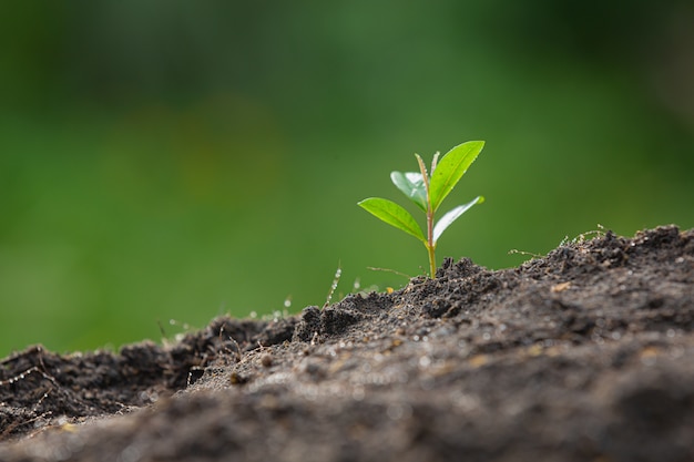 Foto de close-up da muda da planta crescendo