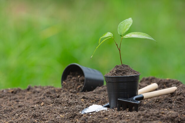 Foto de close-up da muda da planta crescendo