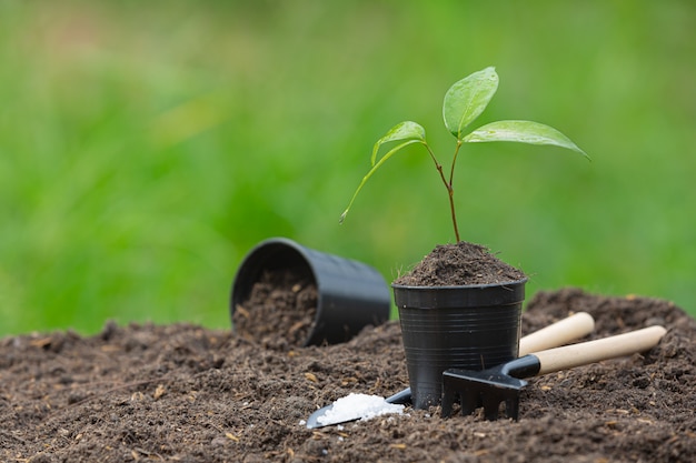 Foto de close-up da muda da planta crescendo