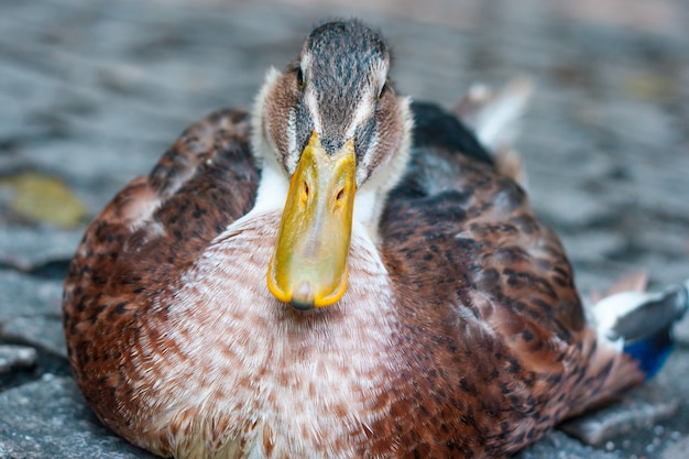 Foto grátis foto de close-up de um lindo pato selvagem no chão