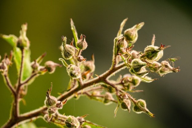 Foto de close-up de uma planta verde em um fundo desfocado