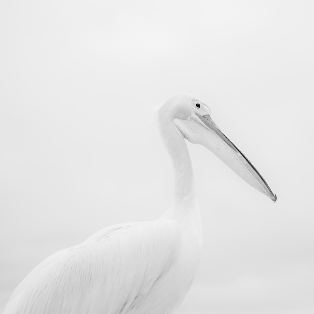 Foto de close-up em tons de cinza de um lindo pelicano empoleirado na costa