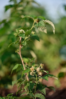 Foto de close up verde de framboesa crescente framboesas frescas maduras em uma tigela de barro sob um arbusto de framboesa