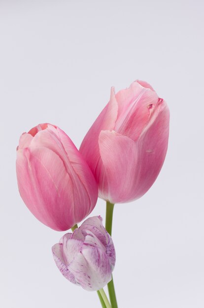 Foto de close up vertical de lindas tulipas cor de rosa em fundo branco