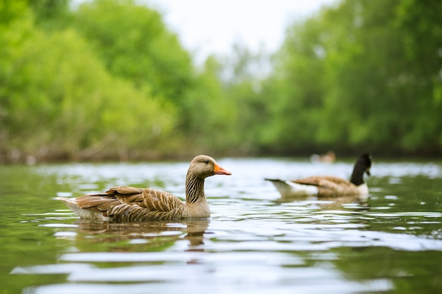 foto de dois patos nadando no lago com árvores