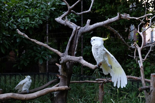 Foto de duas cacatua com crista de enxofre em galhos de árvore em um zoológico