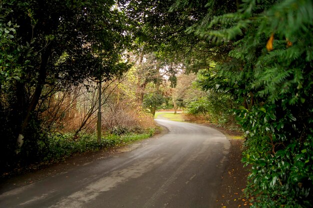 Foto de estrada arborizada com árvores