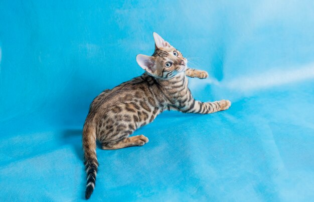 Foto de estúdio de alto ângulo de um gatinho fofo de Bengala olhando para cima com fundo azul