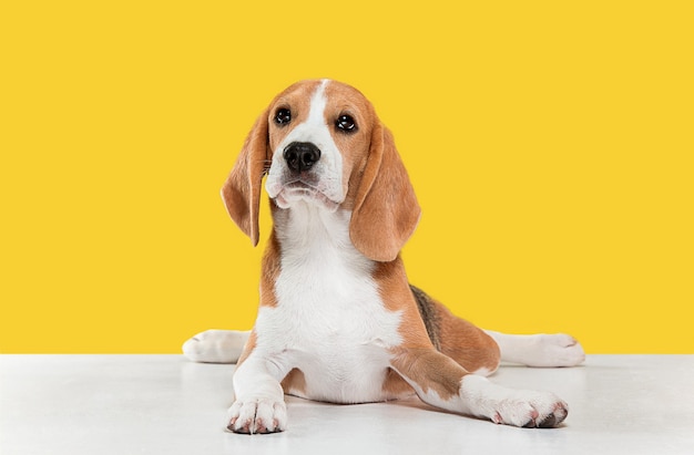 Foto de estúdio de cachorro beagle na parede amarela