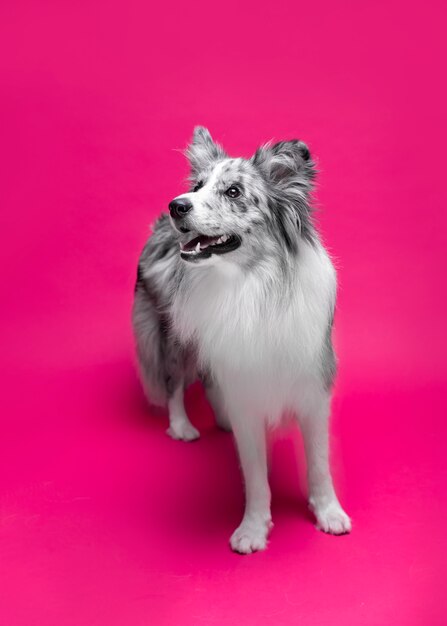 Foto de estúdio de cão bonito border collie