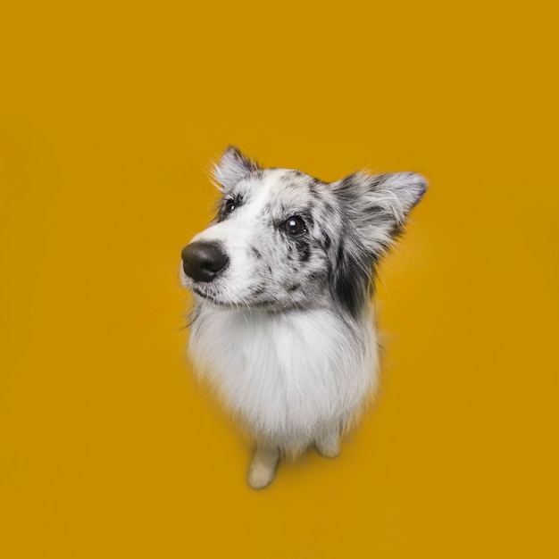 Foto de estúdio de cão bonito border collie