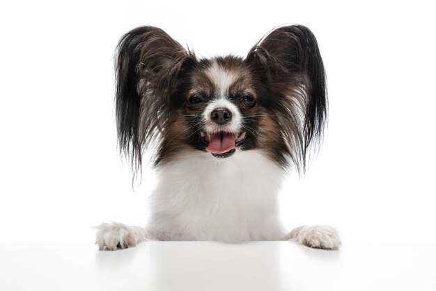 Foto de estúdio de um cachorro Papillon engraçado isolada na parede branca do estúdio