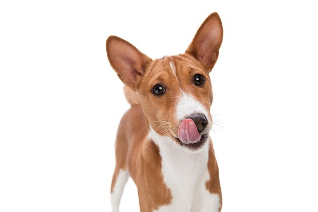 Foto de estúdio do cachorro Basenji isolada no fundo branco do estúdio