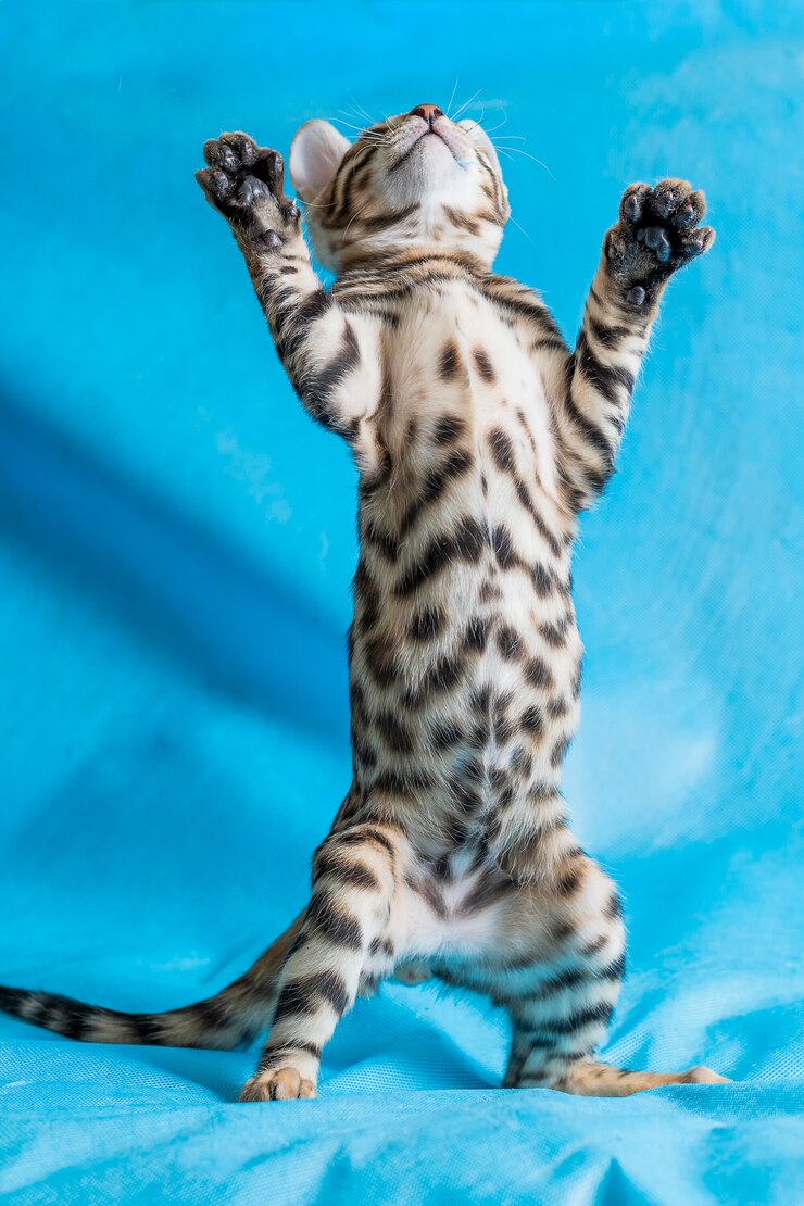 Foto grátis foto de estúdio vertical de um gatinho fofo de bengala em pé e brincando com fundo azul