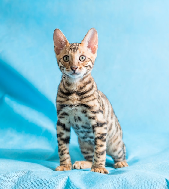 Foto de estúdio vertical de um gatinho fofo de Bengala olhando direto para a câmera com um background azul