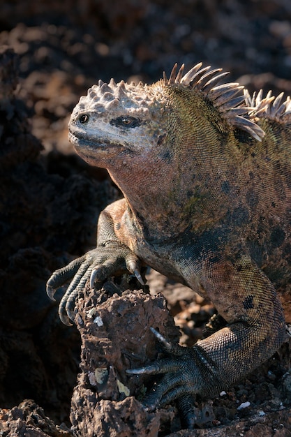 Foto de fechamento vertical de uma iguana marinha das Galápagos em uma rocha