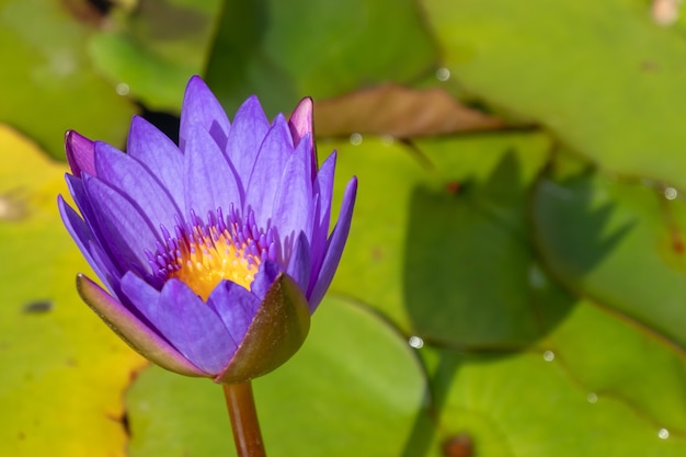 Foto de foco de alto ângulo de uma linda flor de lótus