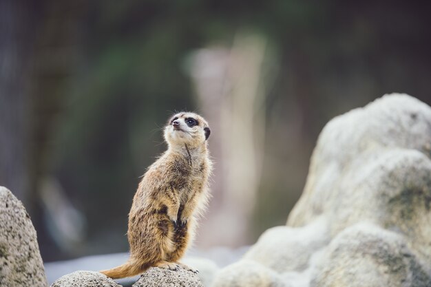 Foto de foco de um suricato vigilante em uma rocha
