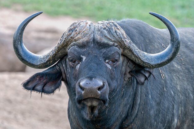 Foto de foco raso de um búfalo africano com um fundo desfocado