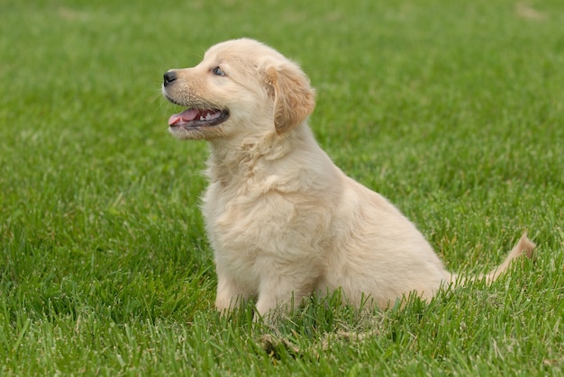 Foto de foco raso de um filhote de cachorro Golden Retriever fofo sentado em um gramado
