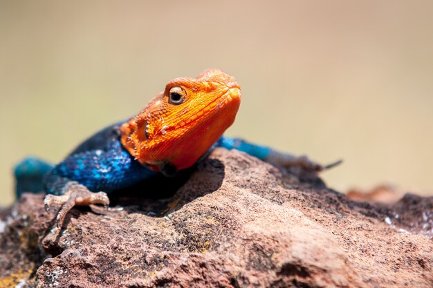 Foto de foco raso de um lagarto agama descansando na rocha