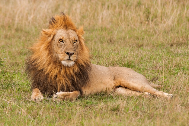 Foto de foco raso de um leão macho descansando no campo de grama