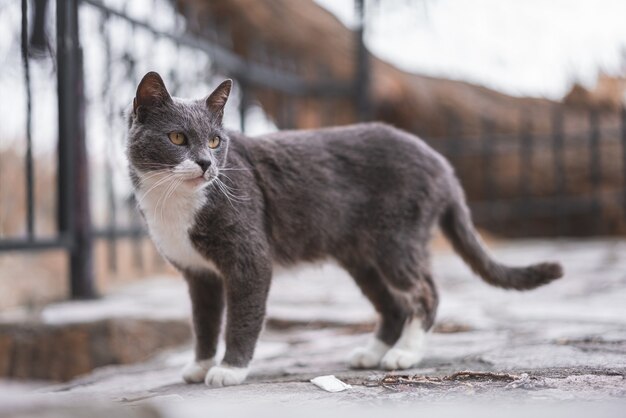 Foto de foco raso de um lindo gato brasileiro de pêlo curto ao ar livre