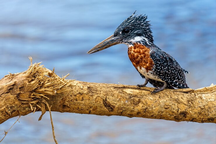 Foto grátis foto de foco raso de um martim-pescador descansando em um galho de árvore