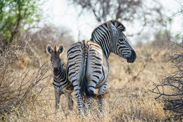 Foto de foco raso de uma mãe zebra com seu bebê em um campo de grama seca