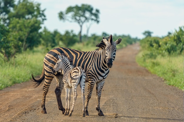 Foto de foco raso de uma mãe zebra com seu bebê parado na estrada