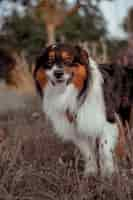 Foto grátis foto de foco raso vertical de um cão pastor australiano em um dia ensolarado