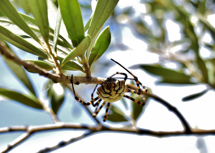 Foto grátis foto de foco seletivo da aranha argiope lobed nos galhos de uma oliveira