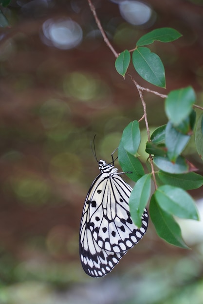Foto de foco seletivo da borboleta preta e branca empoleirada em uma folha verde