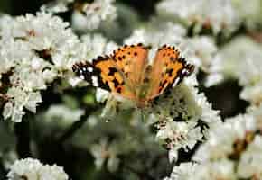 Foto grátis foto de foco seletivo da borboleta vanessa cardui coletando pólen em flores statice