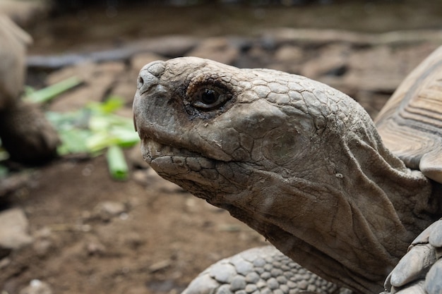 Foto de foco seletivo da cabeça de uma grande tartaruga com solo e folhas