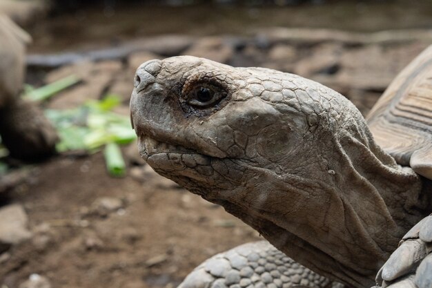 Foto de foco seletivo da cabeça de uma grande tartaruga com solo e folhas