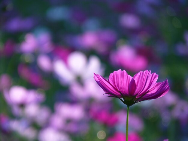 Foto de foco seletivo da flor rosa do Garden Cosmos