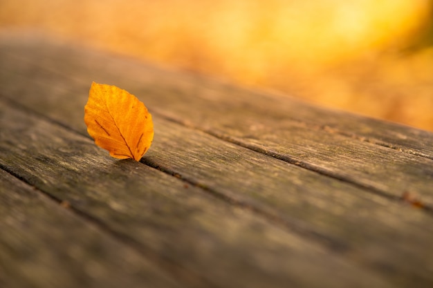 Foto de foco seletivo da folha amarela de outono em um banco de madeira