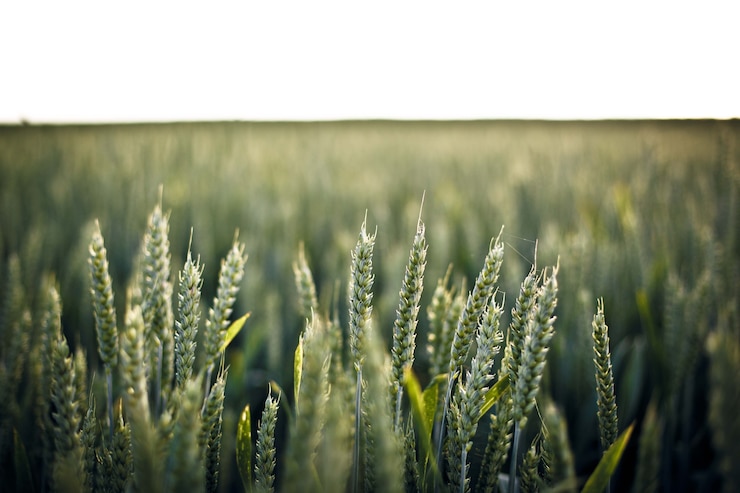 Foto grátis foto de foco seletivo da grama no campo - perfeita para o fundo